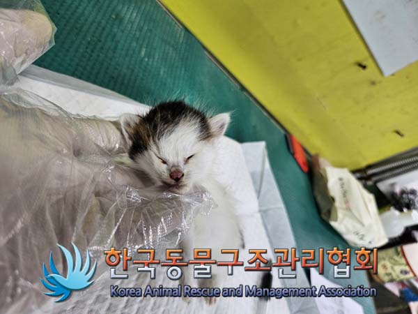 한국동물구조관리협회_411316202400747